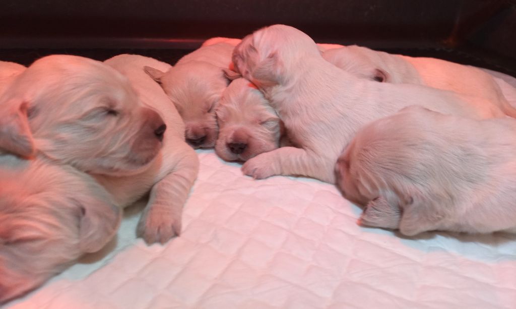 du Marais Flamand - Chiots disponibles - Golden Retriever
