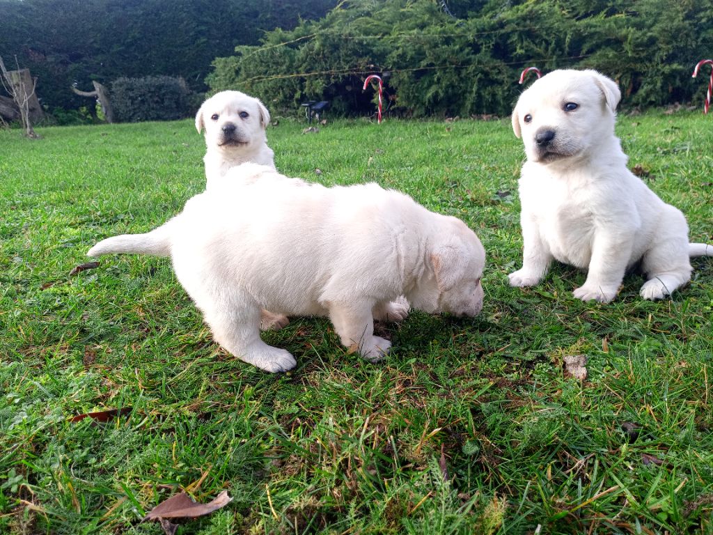 du Marais Flamand - Chiots disponibles - Labrador Retriever