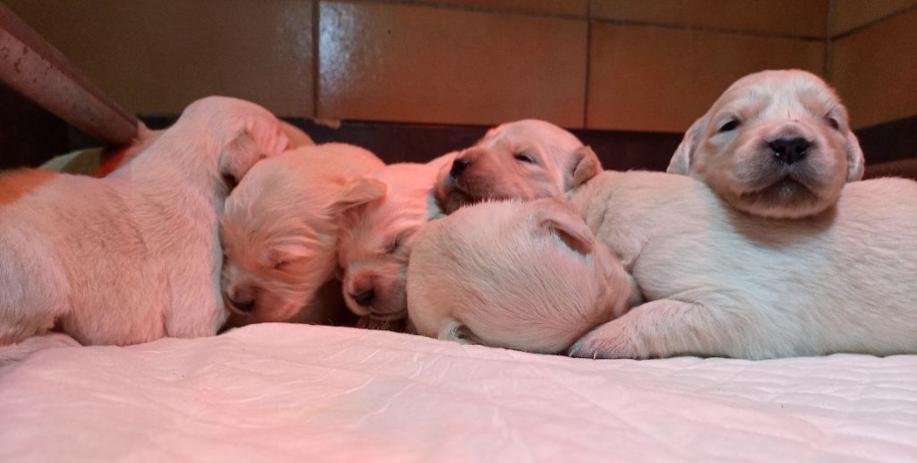 du Marais Flamand - Chiots disponibles - Golden Retriever