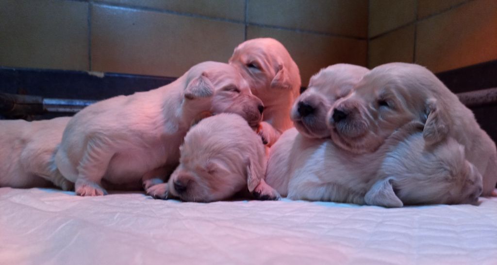 du Marais Flamand - Chiots disponibles - Golden Retriever