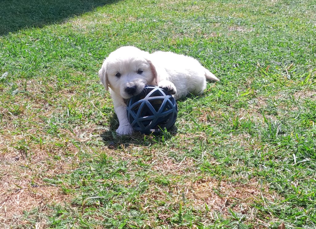 du Marais Flamand - Chiots disponibles - Golden Retriever