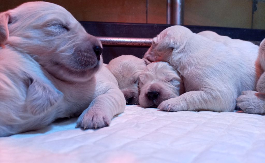 du Marais Flamand - Chiots disponibles - Golden Retriever