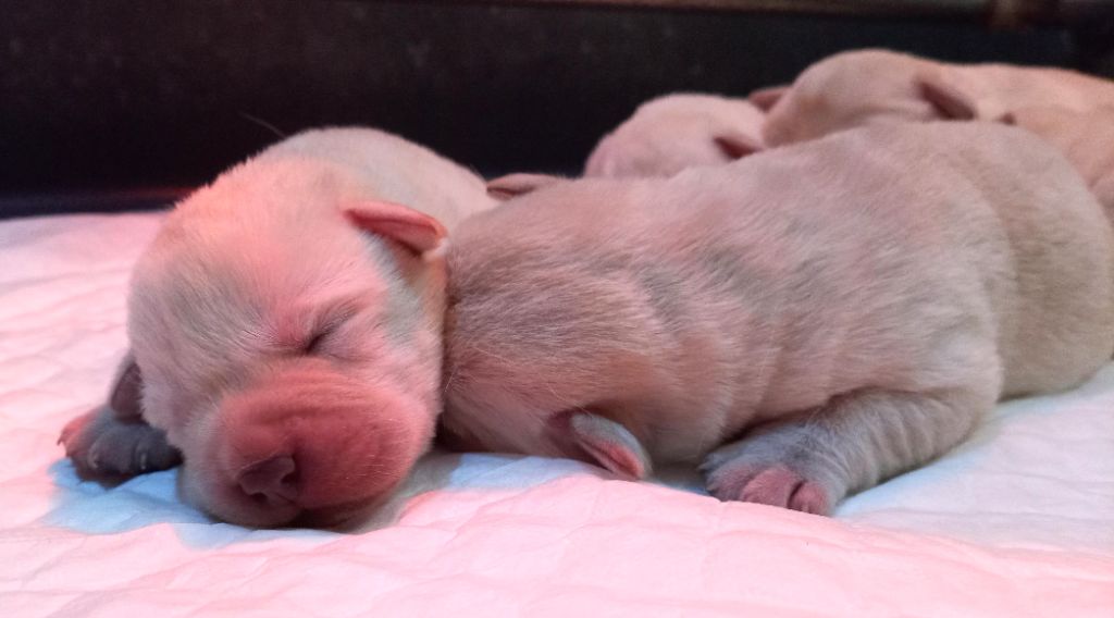 du Marais Flamand - Chiots disponibles - Labrador Retriever