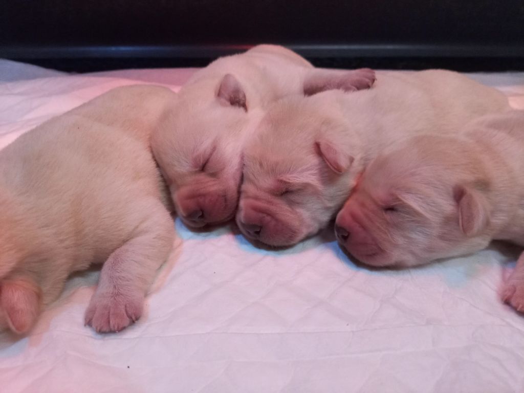 du Marais Flamand - Chiots disponibles - Labrador Retriever