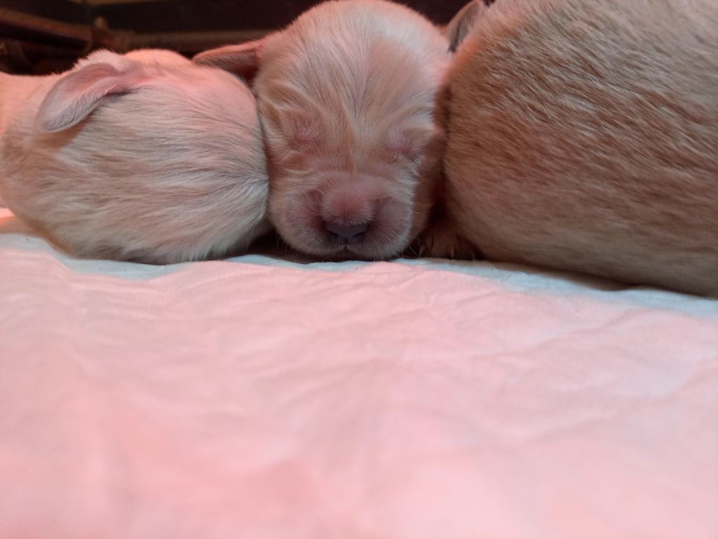 du Marais Flamand - Chiots disponibles - Golden Retriever