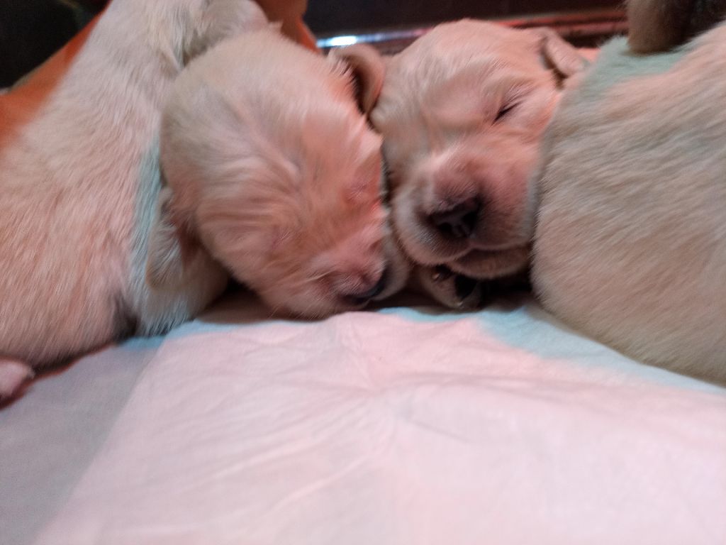 du Marais Flamand - Chiots disponibles - Golden Retriever