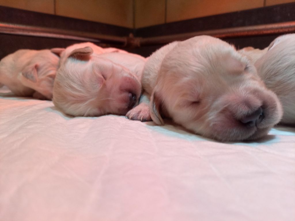 du Marais Flamand - Chiots disponibles - Golden Retriever