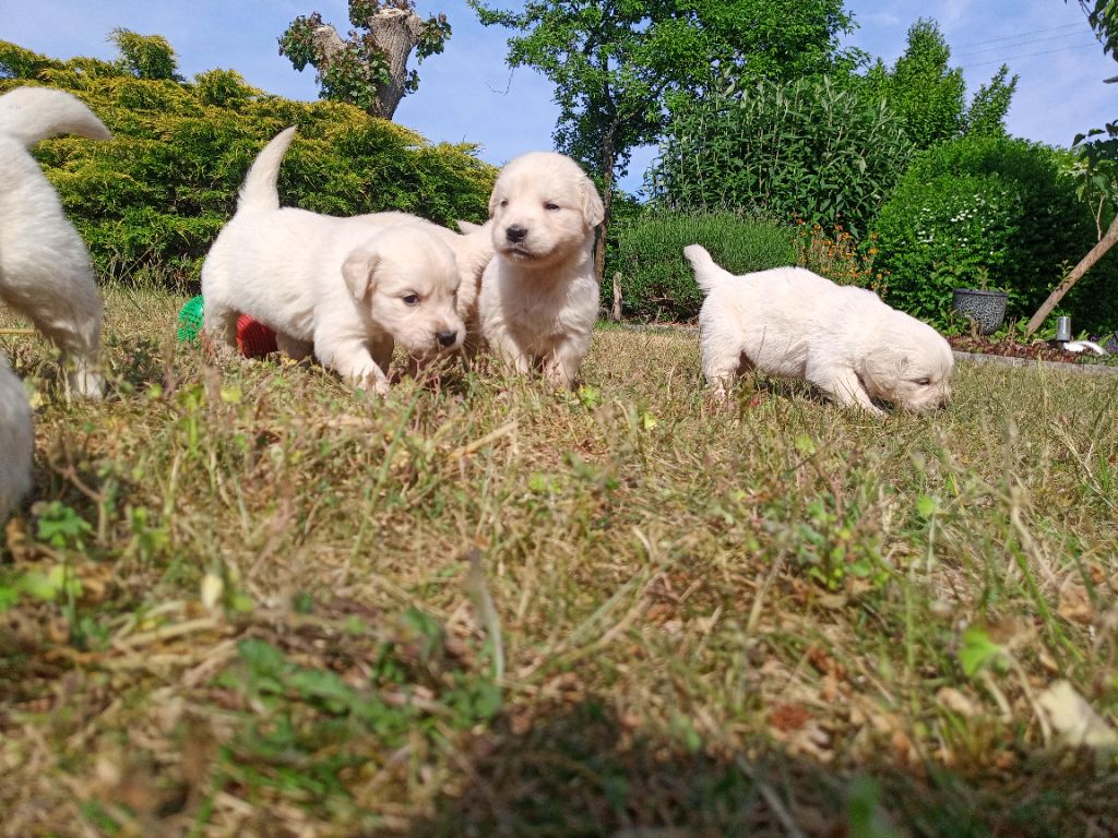 du Marais Flamand - Chiots disponibles - Golden Retriever