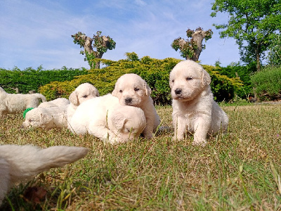 CHIOT 4