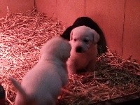 CHIOT