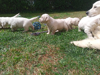 CHIOT 5