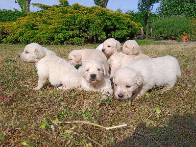 CHIOT 5