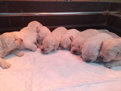 CHIOT 2