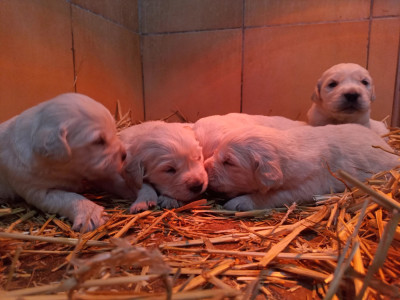 CHIOT 3