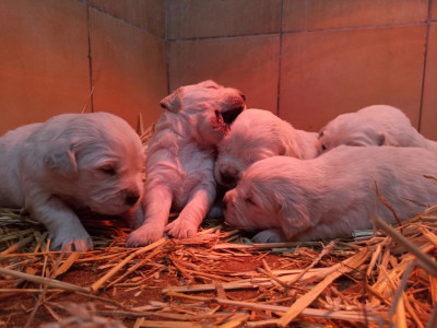CHIOT 5