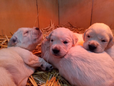 CHIOT 8