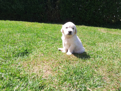 CHIOT 3