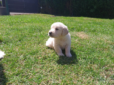 CHIOT 5