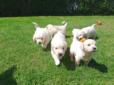 CHIOT 7