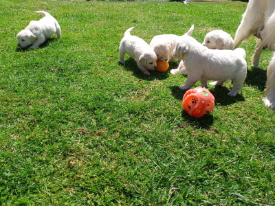 CHIOT 8