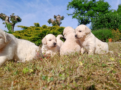 CHIOT 2