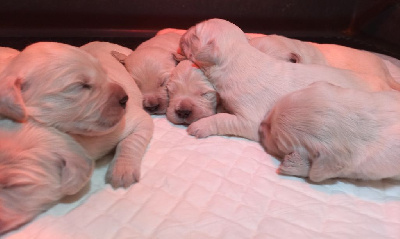 CHIOT 5