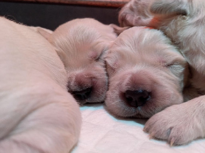 CHIOT 6