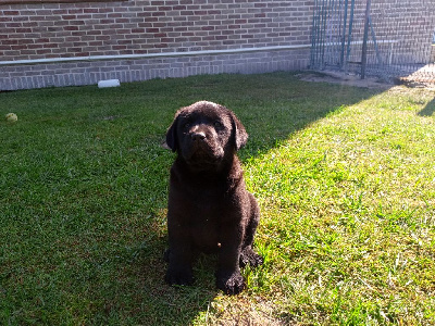CHIOT 1