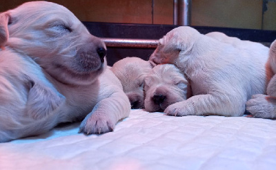 CHIOT 7
