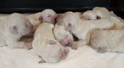 CHIOT 6