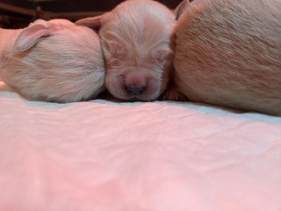 CHIOT 6