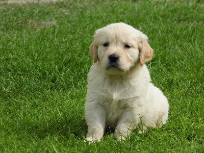 CHIOT 2