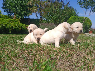CHIOT Orka