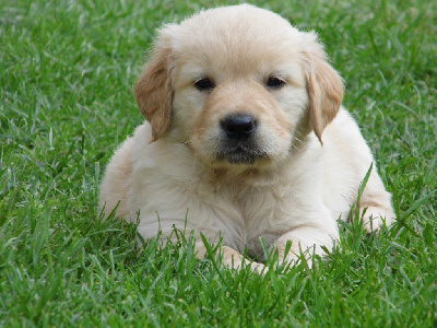 CHIOT 1