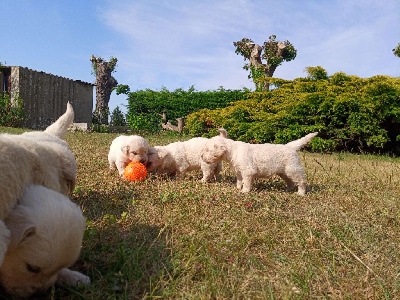 CHIOT 3