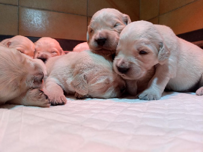 CHIOT 3