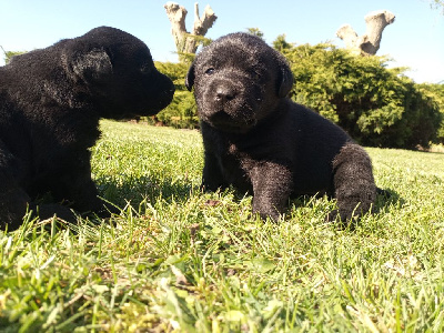 CHIOT 2