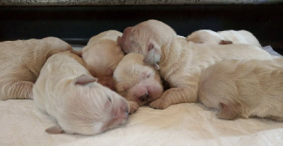 CHIOT 5