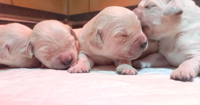 CHIOT 5