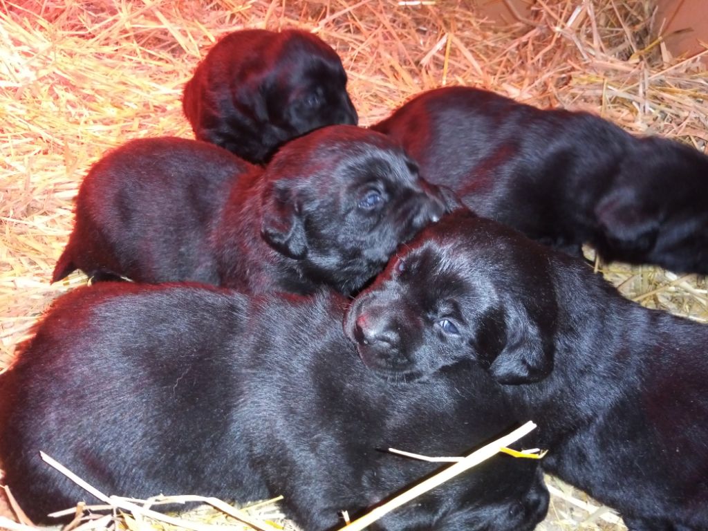 du Marais Flamand - Labrador Retriever - Portée née le 25/04/2021