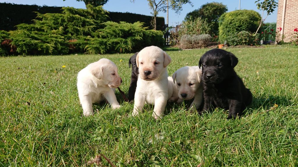 du Marais Flamand - Labrador Retriever - Portée née le 11/09/2021