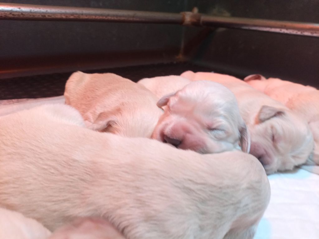 du Marais Flamand - Chiots disponibles - Golden Retriever
