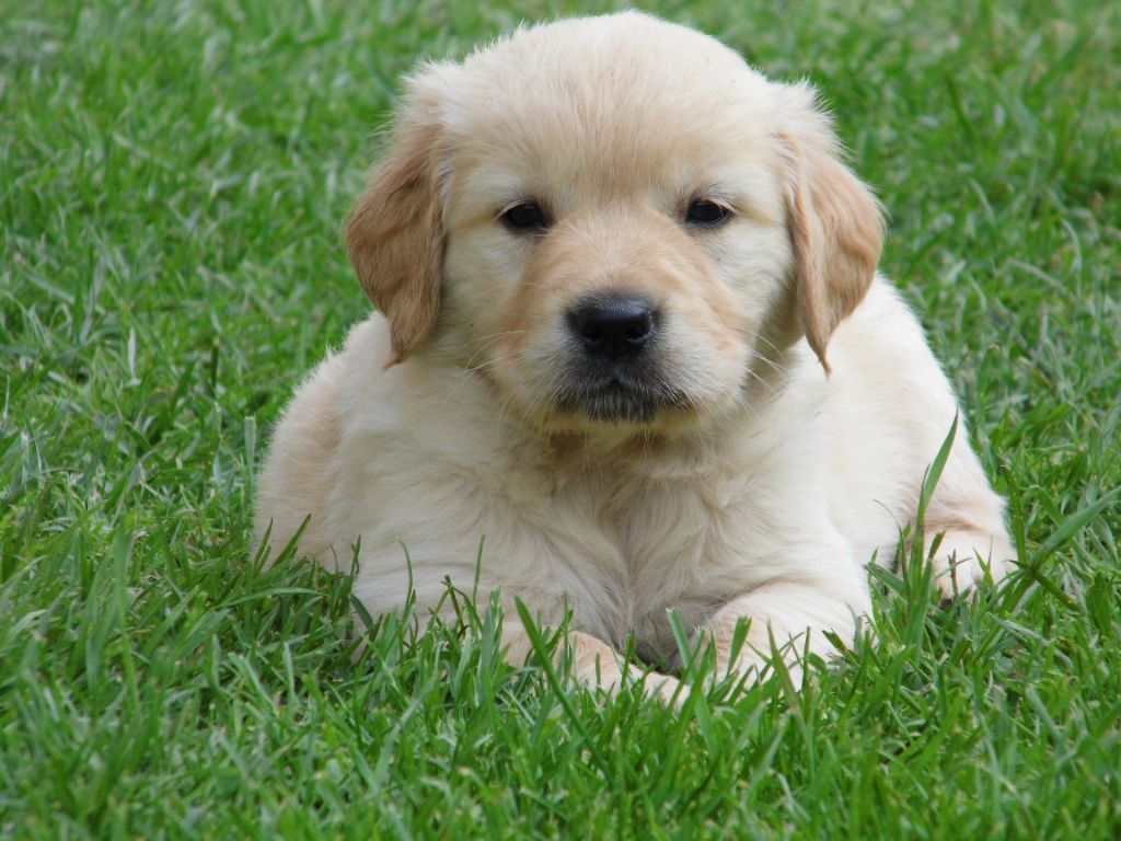 du Marais Flamand - Chiots disponibles - Golden Retriever