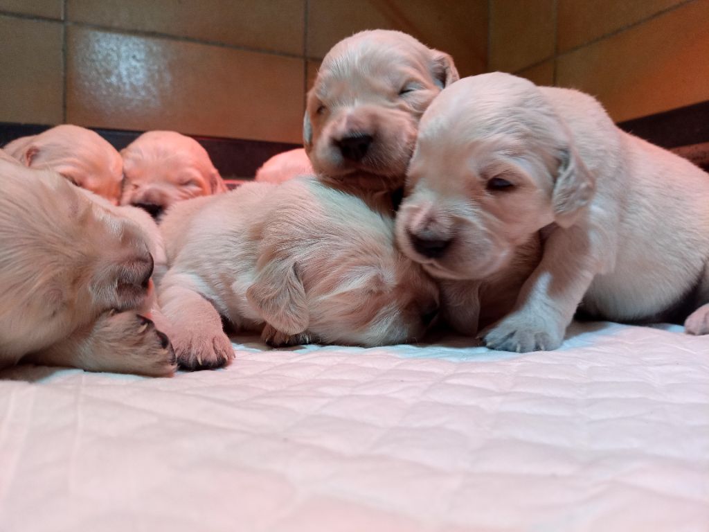 du Marais Flamand - Chiots disponibles - Golden Retriever