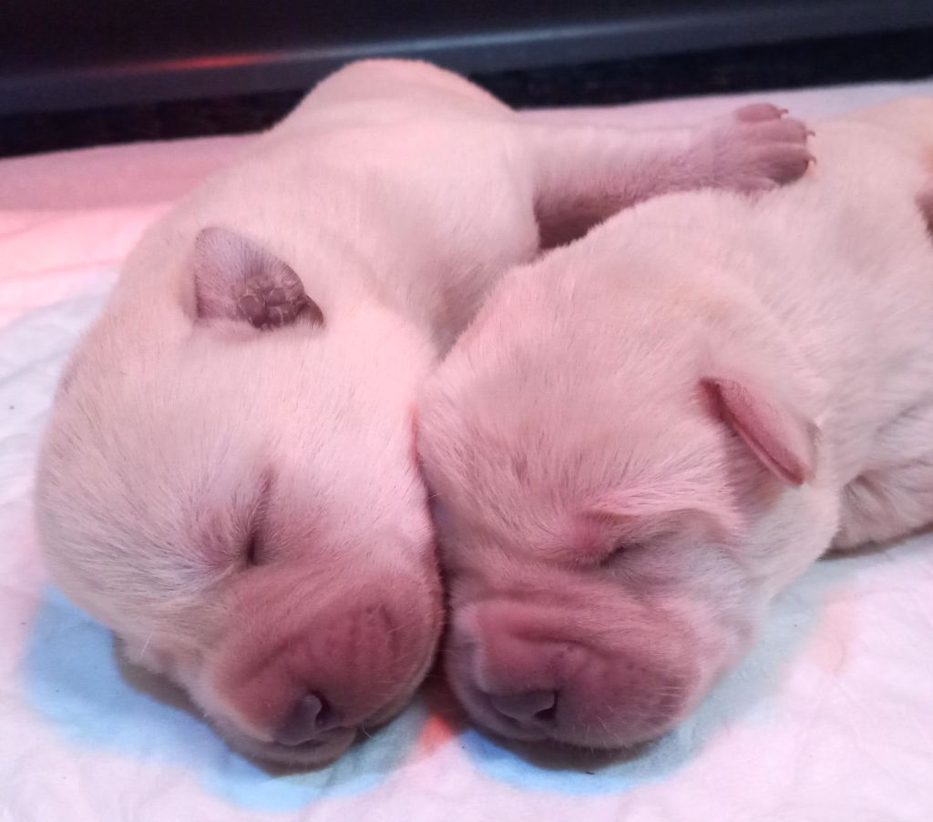 du Marais Flamand - Chiots disponibles - Labrador Retriever