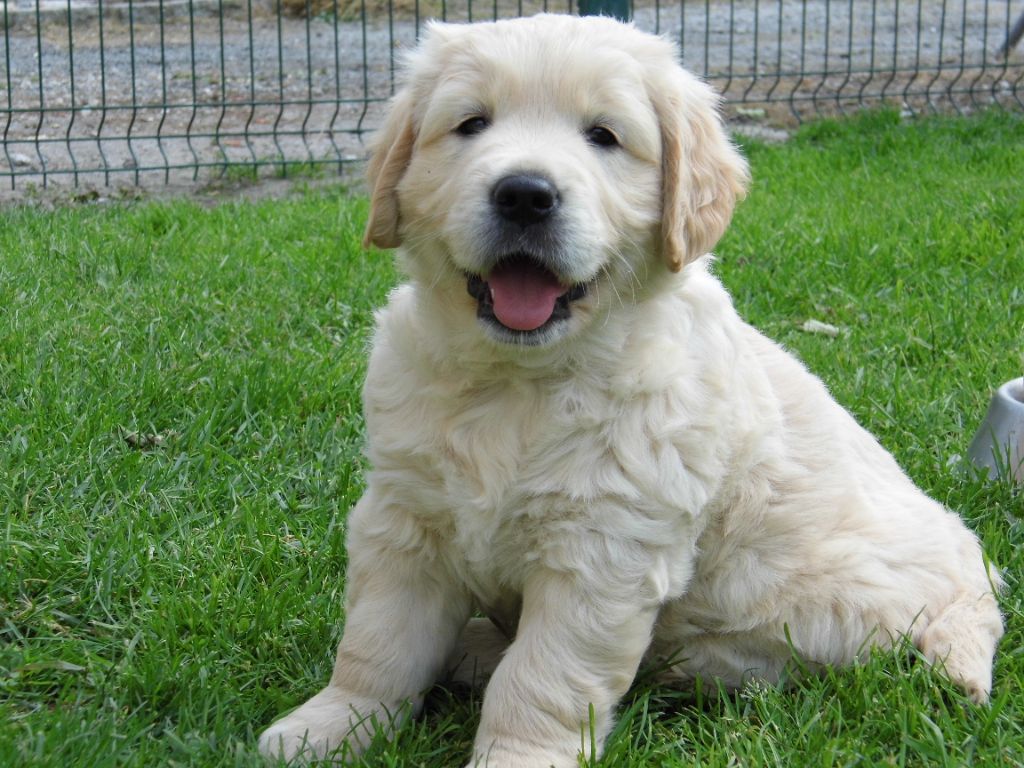 du Marais Flamand - Chiots disponibles - Golden Retriever