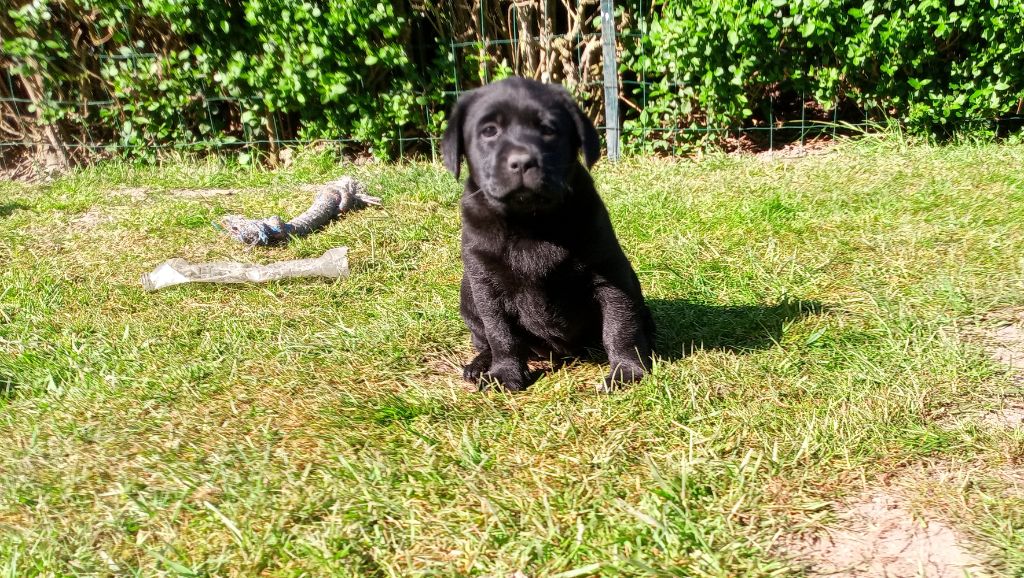 du Marais Flamand - Chiots disponibles - Labrador Retriever