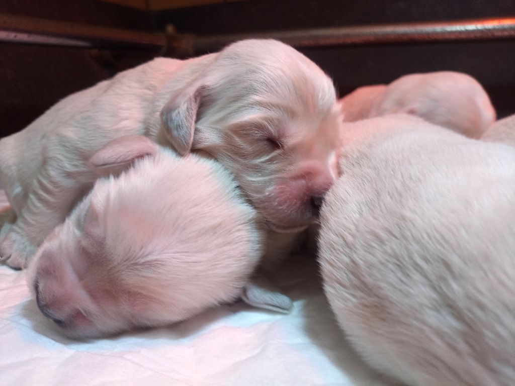 du Marais Flamand - Chiots disponibles - Golden Retriever