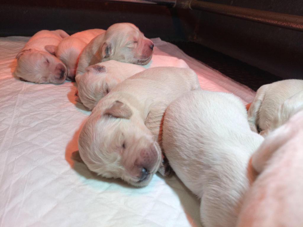 du Marais Flamand - Chiots disponibles - Golden Retriever