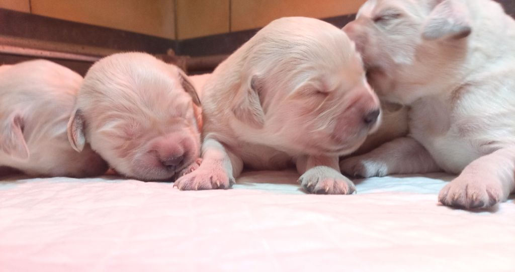 du Marais Flamand - Chiots disponibles - Golden Retriever